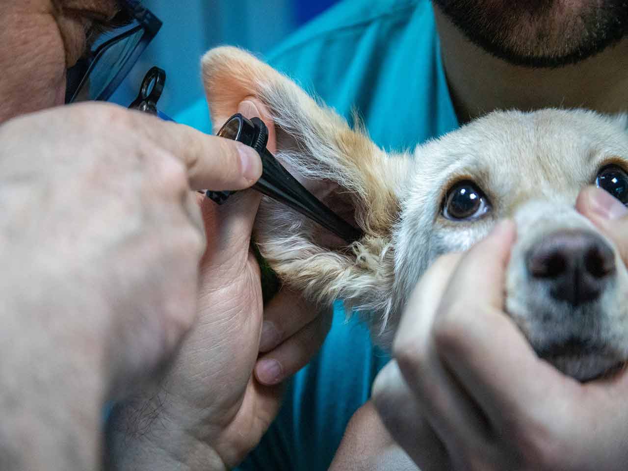 La Sindrome Vestibolare Di Cani E Gatti PLEINAIRCLUB