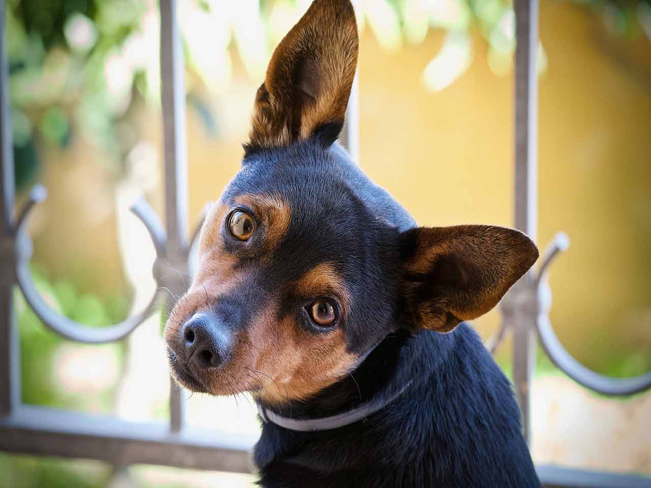 La Sindrome Vestibolare Di Cani E Gatti PLEINAIRCLUB